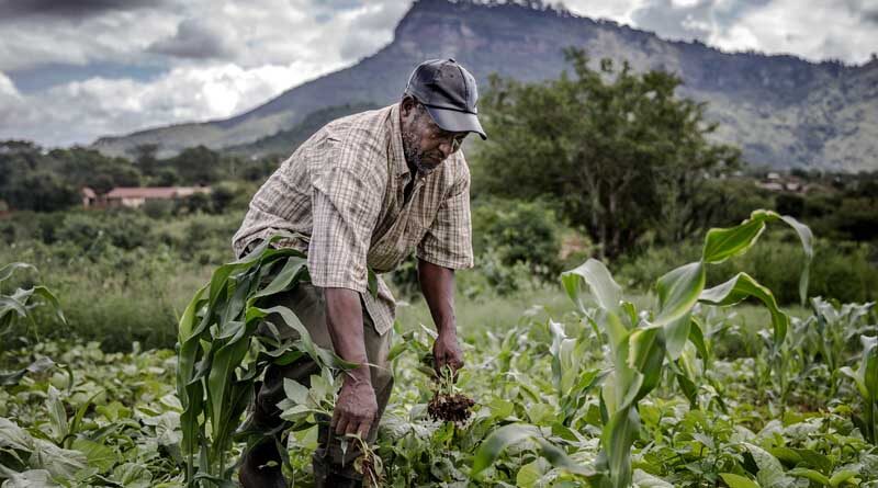 First Global Conference on Sustainable Plant Production focuses on increasing crop yields with less environmental impact