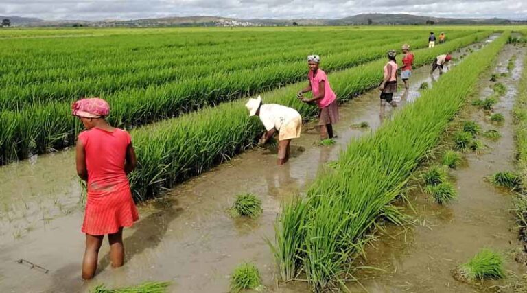 Benchmark for world food prices was broadly steady in October