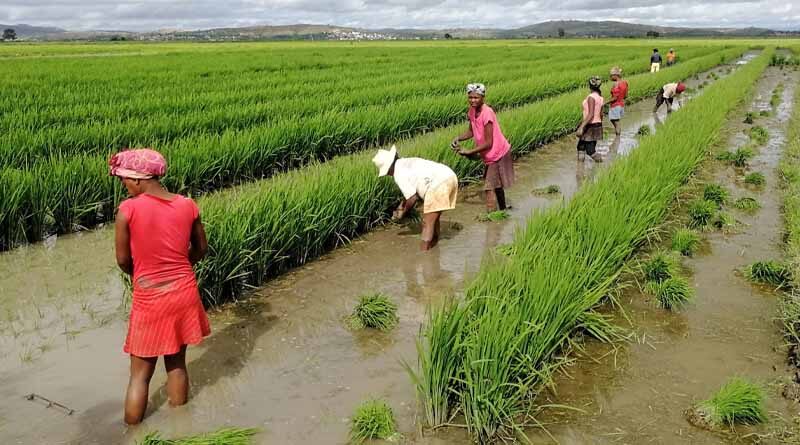 Benchmark for world food prices was broadly steady in October