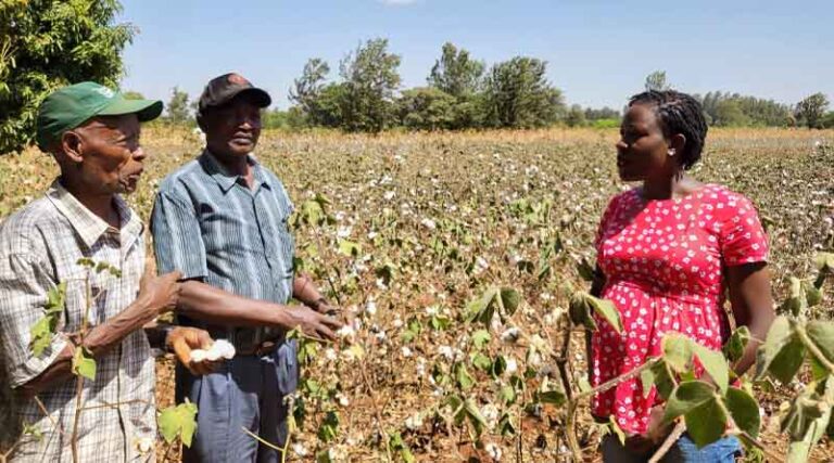 African farmers earned about US$282 million from GMOs in 2020 - New Study