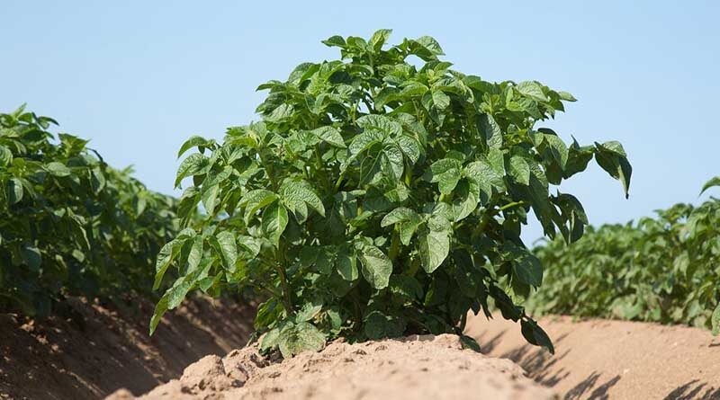 Get cover against seed-borne diseases in potatoes