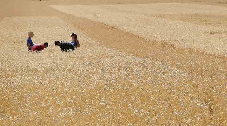 Bread wheat varieties in organic farming