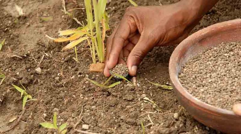 ICRISAT finds ways to enhance soil carbon by 300%