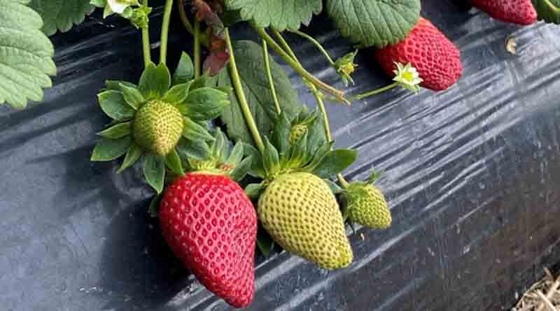 Pride in producing prime strawberries