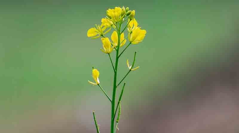 NSC's mustard seed sale banned in Shivpuri district of Madhya Pradesh