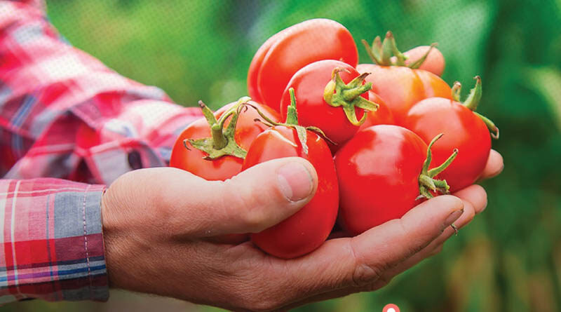 Hazera launches ToBRFV resistant varieties in Mexico