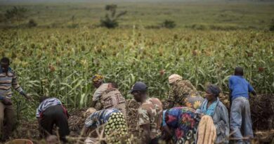 New data to measure cropland nutrient budgets