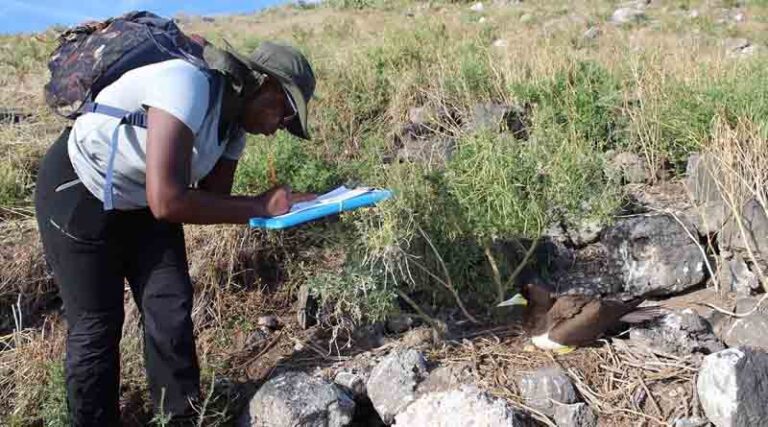 New documentary charts restoration of Redonda Island from ‘lunar landscape’ to ecological tropical paradise