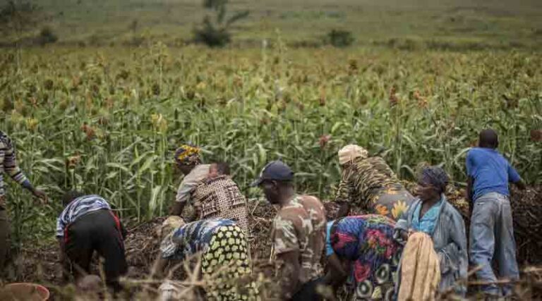 New data to measure cropland nutrient budgets