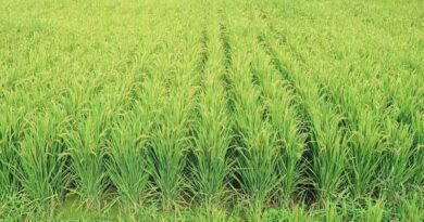 Haryana leads in crop production and horticulture, the more we praise, the less it is: Narendra Singh Tomar