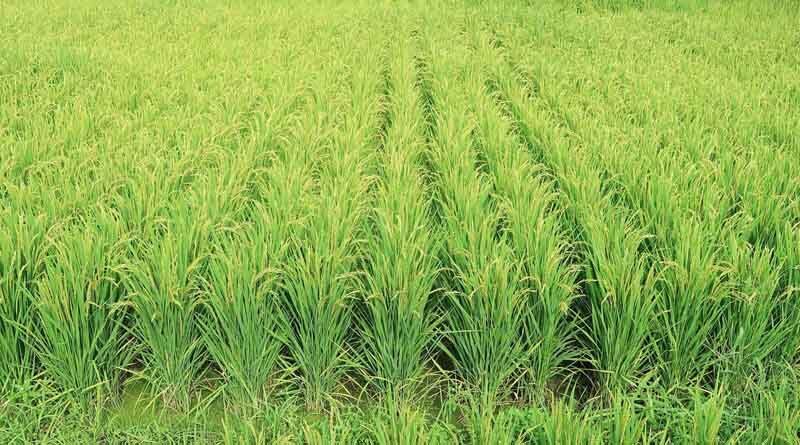 Haryana leads in crop production and horticulture, the more we praise, the less it is: Narendra Singh Tomar