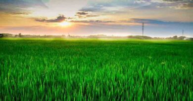 Factor in fertiliser cost with spring crop decisions