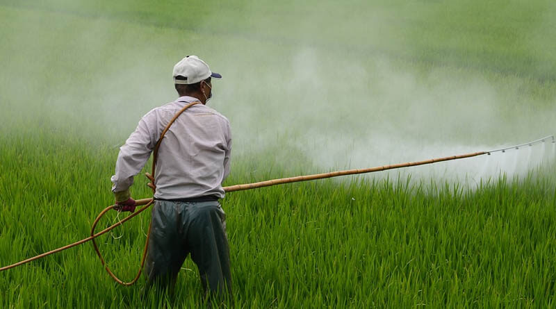 Will GM mustard variety DMH 11 promote herbicide use to favour MNCs?
