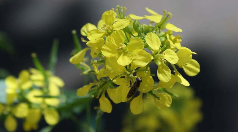 Does GM Mustard variety DMH 11 has a higher yield potential?