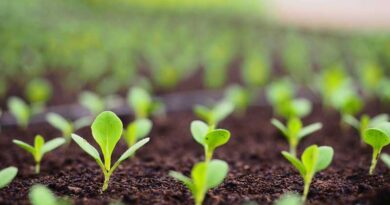 Soil: An ill-managed natural resource
