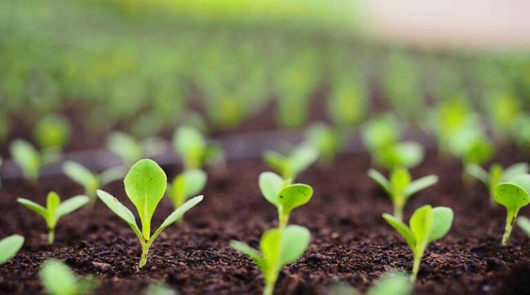 Soil: An ill-managed natural resource
