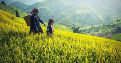 China plans to cut pesticides on fruits & vegetables by 10% in the next three years