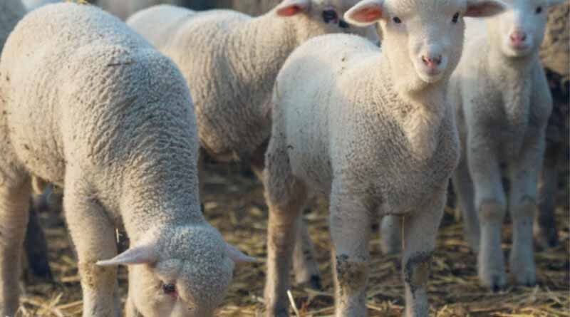 How you can minimise the risk of acidosis in feedlot lambs