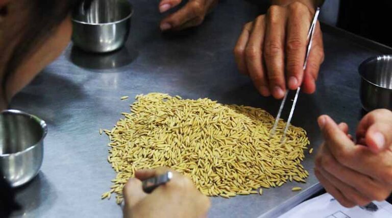 Seed Equal launches in Mekong Delta with climate-resilient rice seed production workshop
