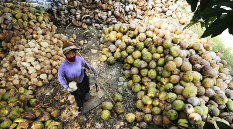 New information portal launched to help in fight against pests and diseases of coconut