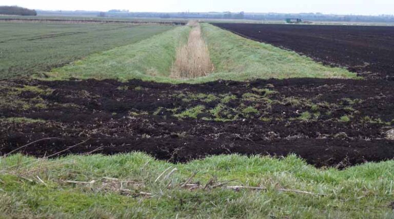 World Soil Day 2022: FAO publishes first global report on black soils