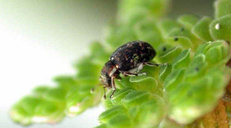 Greater awareness needed to increase uptake of invasive plant biocontrol in Europe, scientists say