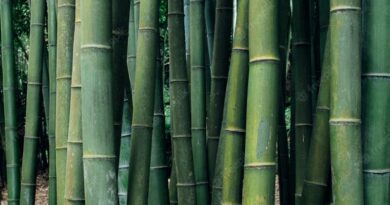 Advisory group formed for boosting the Bamboo sector development