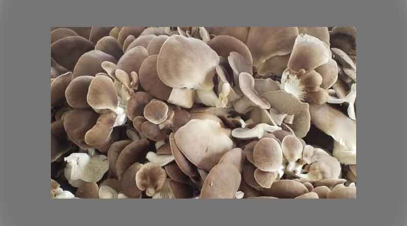 Sweet scent part of mushroom’s appeal