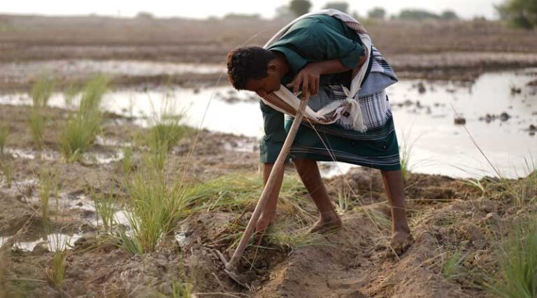Yemen: FAO welcomes an additional $150 million multi-agency contribution from the World Bank to strengthen resilience and address growing food insecurity