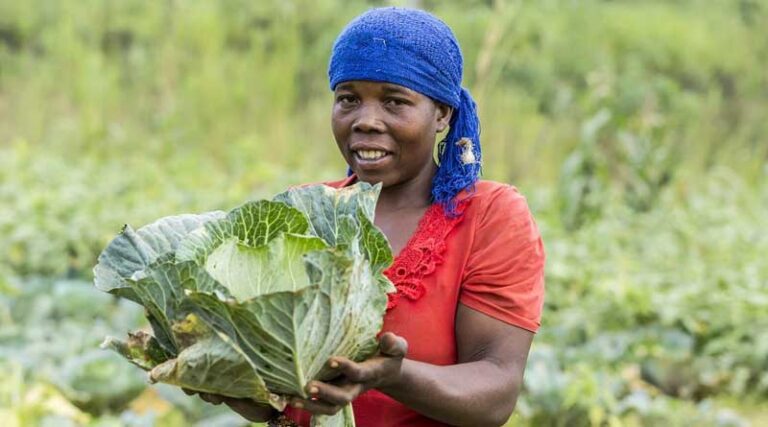 Plans for digital plant health service in Malawi will benefit over 100,000 smallholder farmers