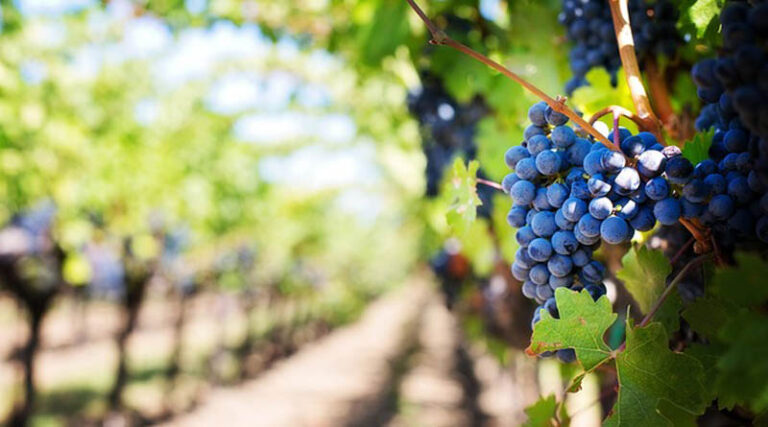 Biostimulants market growing strongly at 10% per annum