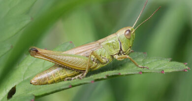 Global warming causes changes in Swiss insect fauna