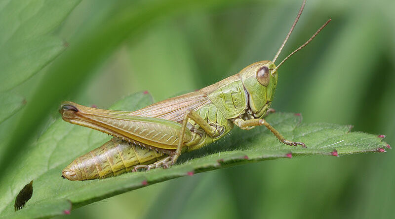 Global warming causes changes in Swiss insect fauna
