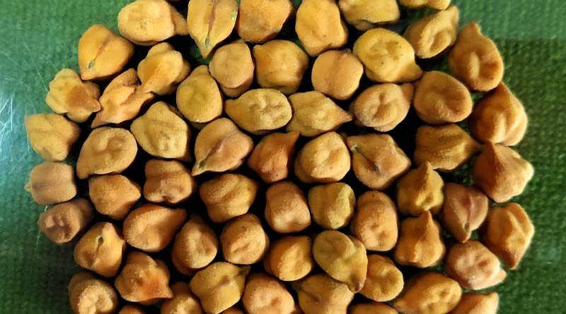 IARI develops new Climate Smart drought resistant Chickpea variety Pusa JG 16