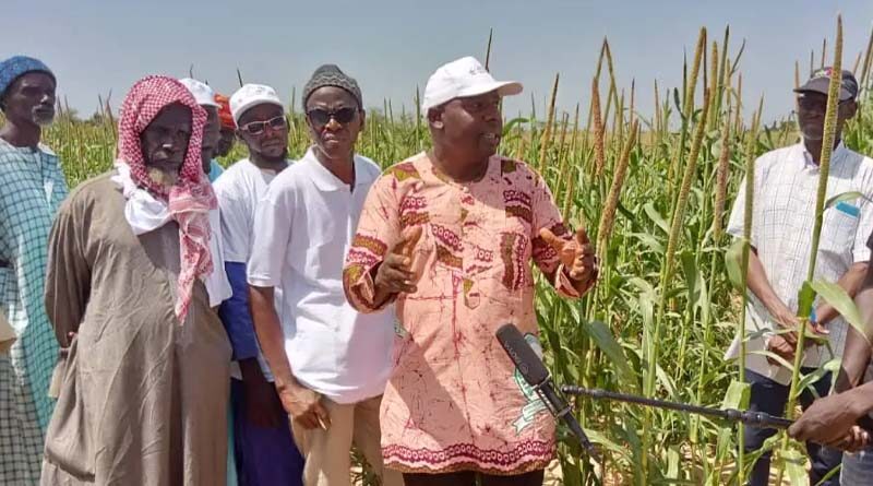 Improved climate-smart millet and legumes for Senegal