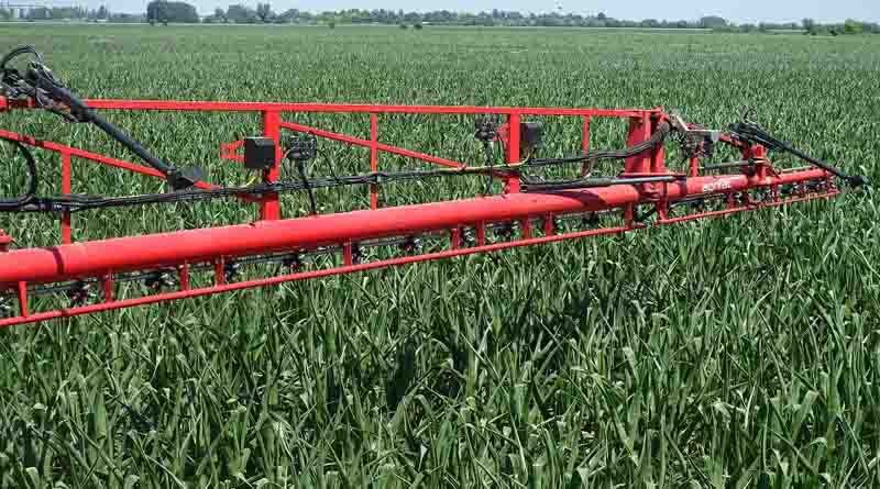 CABI-led review highlights potential management options for fall armyworm pest in Europe