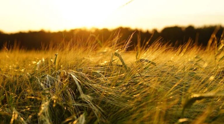 Ministry of Agriculture sets up two committees to reduce the delay in crop loss estimation