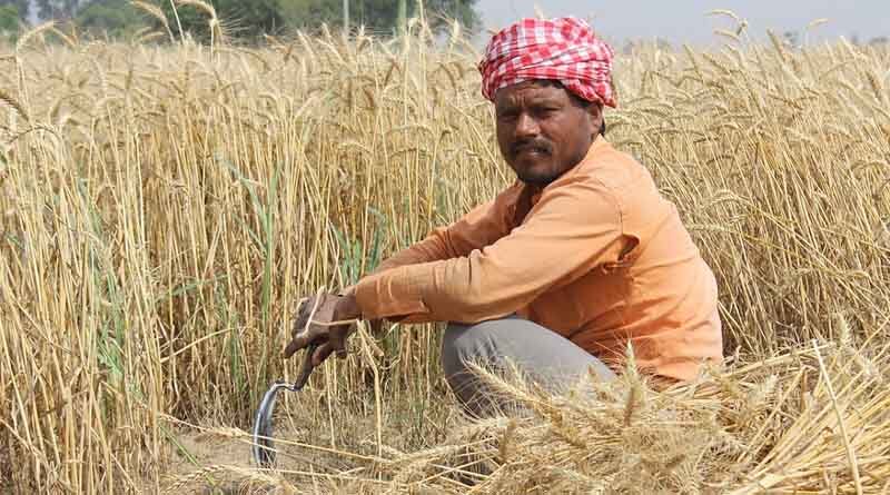 What is the absolute increase in Minimum Support Prices of Rabi Crops