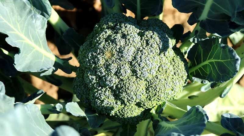 Bengal farmers preferring to grow Broccoli instead of traditional Cauliflower