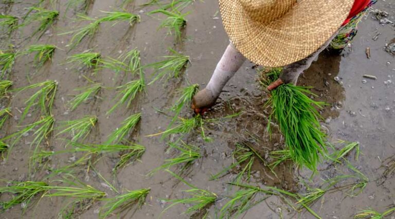 Global food prices overall hold steady in November