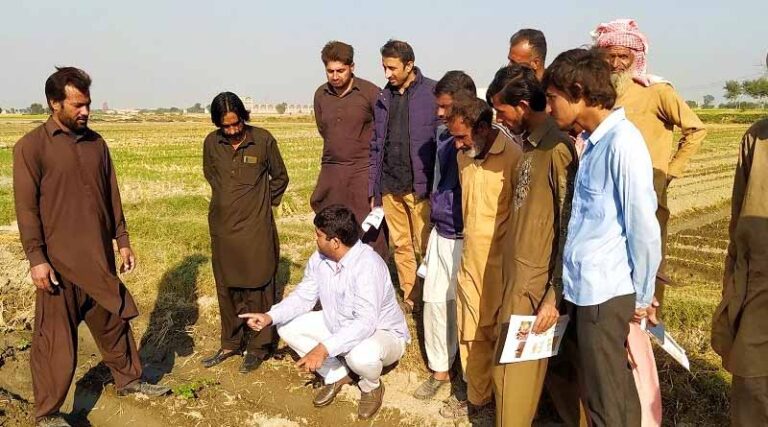 ‘Sowing the seeds’ of better potato production in the Punjab