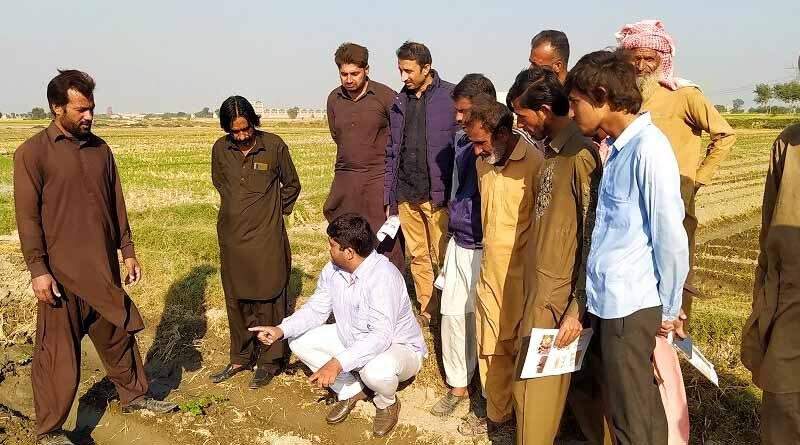 ‘Sowing the seeds’ of better potato production in the Punjab