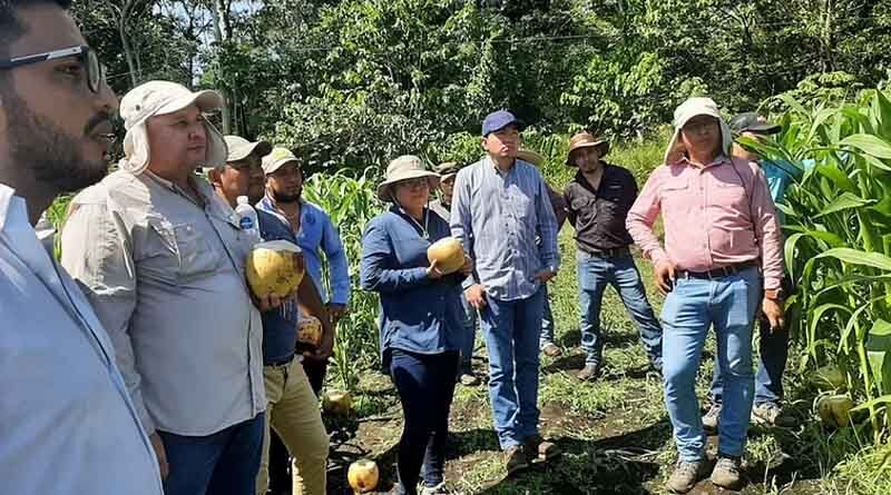 Building capacities in genetic resources and seed production strengthens collaboration ties between Guatemala and CIMMYT