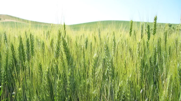 Heat-Resistant Variety of Wheat DBW187 and DBW222