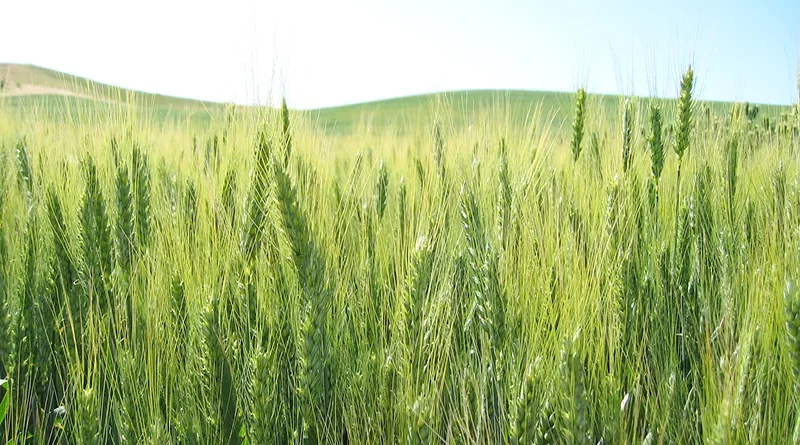 Heat-Resistant Variety of Wheat DBW187 and DBW222