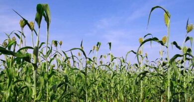 Seed treatment for the cultivation of Sorghum in Kharif