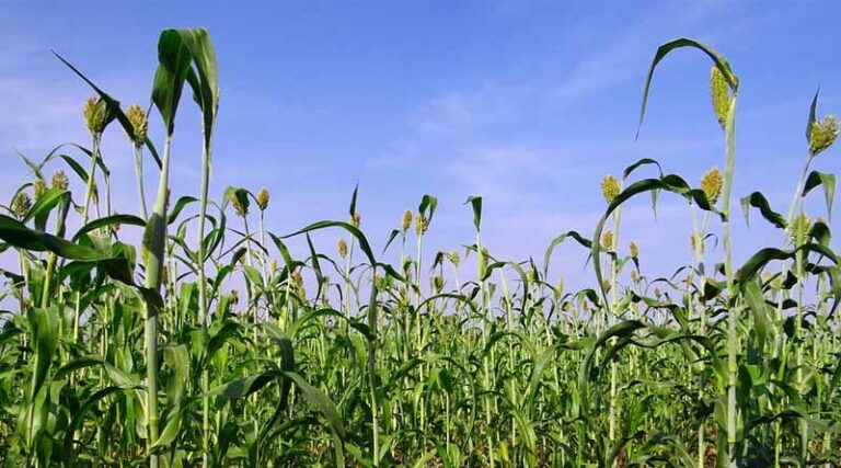 Management of Grain mold in Sorghum