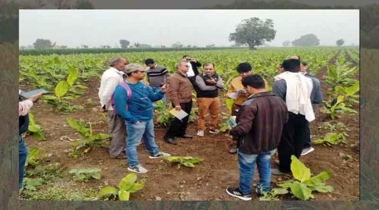 Team from Centre visits banana fields in Madhya Pradesh infected by CMV
