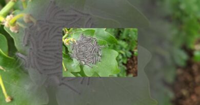 New biosecurity strategy to protect food security, trade and plant health