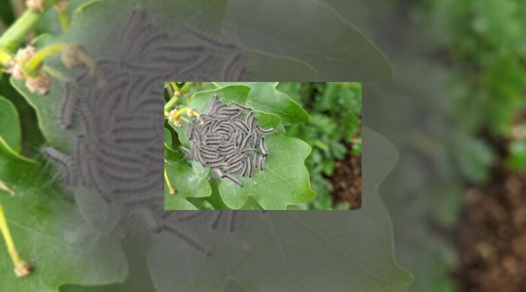 New biosecurity strategy to protect food security, trade and plant health